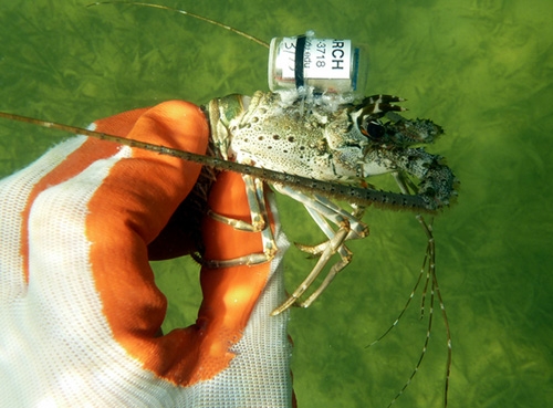 美國Sonotronics公司魚類定位系統(tǒng)