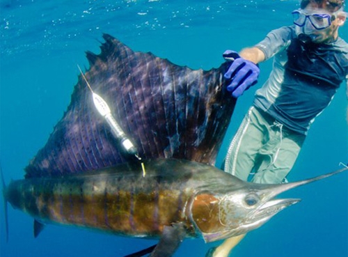 海洋魚類哺乳動物衛(wèi)星定位系統(tǒng)